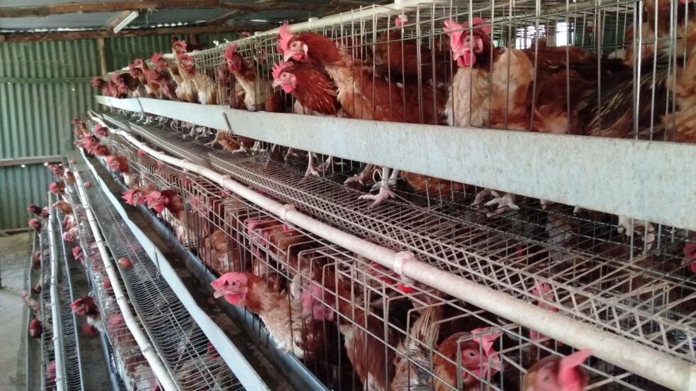 battery-cages